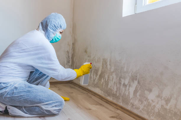 Licensed Basement Mold Removal service in King of Prussia, PA - WQB Mold Removal