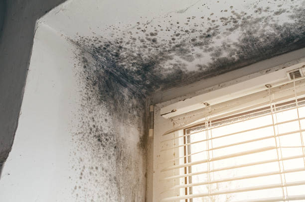 Affordable Basement Mold Removal solutions in King of Prussia, PA