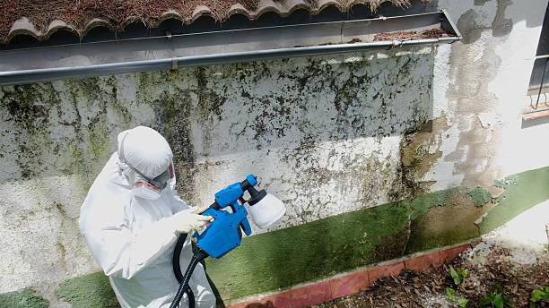 Top rated local Basement Mold Removal specialists in King of Prussia, PA